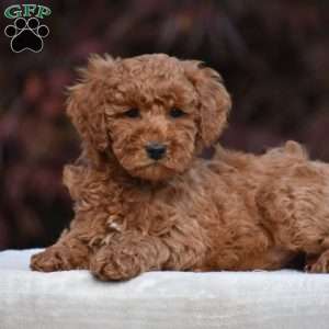 Timmy, Miniature Poodle Puppy